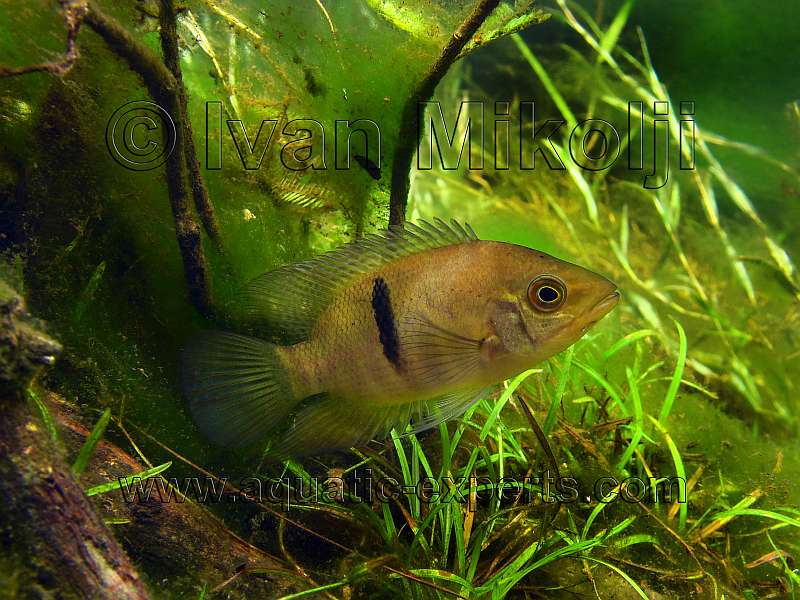 Hypselecara coryphaenoides